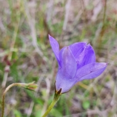 Wahlenbergia stricta subsp. stricta at Gundaroo, NSW - 4 Nov 2022