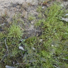 Isolepis inundata (Swamp Club Rush) at Borough, NSW - 4 Nov 2022 by Paul4K