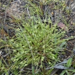 Isolepis inundata at Borough, NSW - suppressed