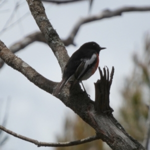 Petroica boodang at Borough, NSW - 4 Nov 2022