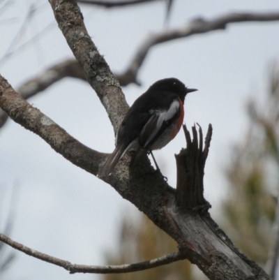 Petroica boodang (Scarlet Robin) at Boro - 4 Nov 2022 by Paul4K