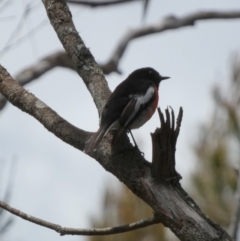 Petroica boodang (Scarlet Robin) at Borough, NSW - 4 Nov 2022 by Paul4K