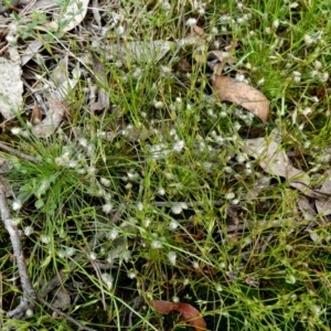 Centrolepis strigosa at Borough, NSW - suppressed