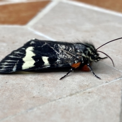 Phalaenoides glycinae (Grapevine Moth) at O'Connor, ACT - 4 Nov 2022 by AndrewCB