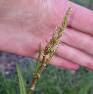 Rumex brownii at Bungendore, NSW - 2 Nov 2022