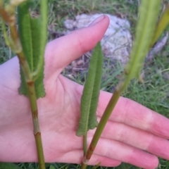 Rumex brownii at Bungendore, NSW - 2 Nov 2022