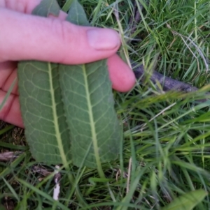 Rumex brownii at Bungendore, NSW - 2 Nov 2022