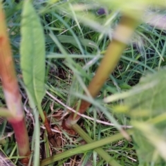 Rumex brownii at Bungendore, NSW - 2 Nov 2022