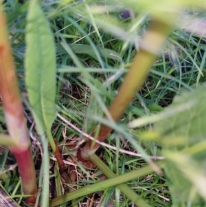 Rumex brownii at Bungendore, NSW - 2 Nov 2022 07:06 PM