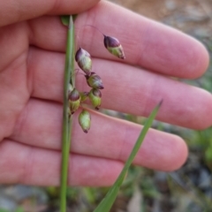 Briza maxima (Quaking Grass, Blowfly Grass) at Bungendore, NSW - 4 Nov 2022 by clarehoneydove