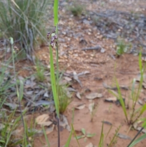 Briza maxima at Bungendore, NSW - 4 Nov 2022 06:01 PM