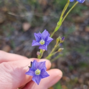 Linum marginale at Bungendore, NSW - 4 Nov 2022 05:59 PM