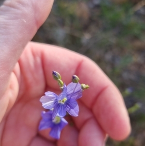 Linum marginale at Bungendore, NSW - 4 Nov 2022 05:59 PM