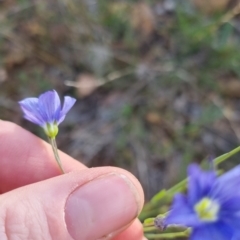 Linum marginale at Bungendore, NSW - 4 Nov 2022 05:59 PM