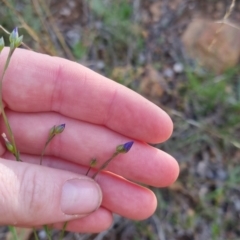 Linum marginale at Bungendore, NSW - 4 Nov 2022 05:59 PM