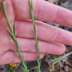 Linum marginale at Bungendore, NSW - 4 Nov 2022 05:59 PM