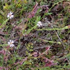 Vittadinia cuneata (Fuzzweed, New Holland Daisy) at Borough, NSW - 4 Nov 2022 by Paul4K