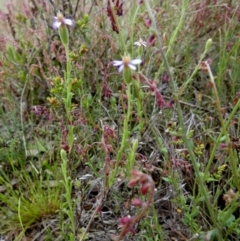 Vittadinia cuneata at Borough, NSW - suppressed