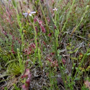 Vittadinia cuneata at Borough, NSW - 4 Nov 2022