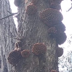 Hexagonia vesparia (Wasp Nest Polypore) at Mulligans Flat - 4 Nov 2022 by JasoL