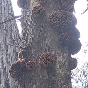 Hexagonia vesparia at Forde, ACT - 4 Nov 2022