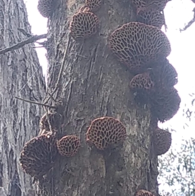 Hexagonia vesparia (Wasp Nest Polypore) at Mulligans Flat - 4 Nov 2022 by JasoL