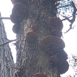 Hexagonia vesparia at Forde, ACT - 4 Nov 2022