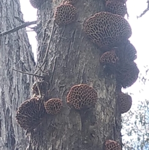 Hexagonia vesparia at Forde, ACT - 4 Nov 2022