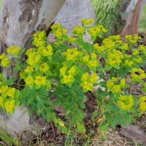 Euphorbia oblongata at Kambah, ACT - 5 Nov 2022 09:55 AM