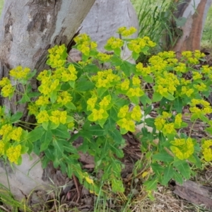 Euphorbia oblongata at Kambah, ACT - 5 Nov 2022