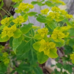 Euphorbia oblongata at Kambah, ACT - 5 Nov 2022 09:55 AM