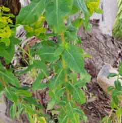 Euphorbia oblongata at Kambah, ACT - 5 Nov 2022 09:55 AM