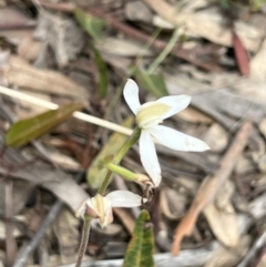 Caladenia moschata (Musky Caps) at Bruce, ACT - 5 Nov 2022 by Untidy
