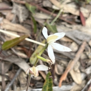 Caladenia moschata at Bruce, ACT - suppressed