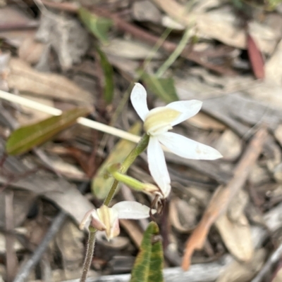 Caladenia moschata (Musky Caps) at Bruce, ACT - 5 Nov 2022 by Untidy