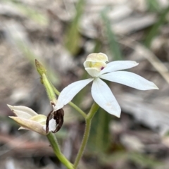 Caladenia moschata at Bruce, ACT - suppressed