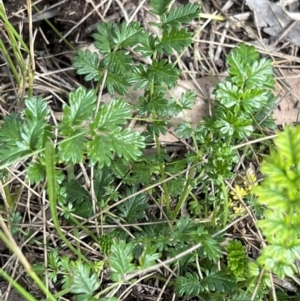 Acaena echinata at Higgins, ACT - 4 Nov 2022 04:01 PM