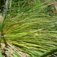 Nassella trichotoma at Bungendore, NSW - 5 Nov 2022
