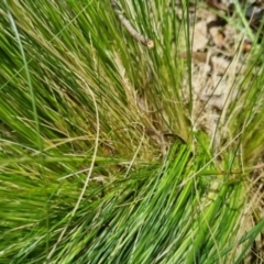 Nassella trichotoma at Bungendore, NSW - 5 Nov 2022