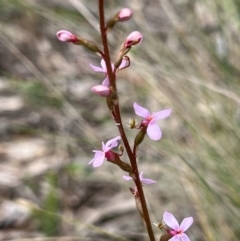 Stylidium graminifolium (Grass Triggerplant) at Bruce, ACT - 5 Nov 2022 by Untidy