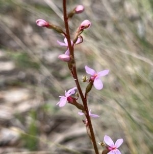 Stylidium graminifolium at Bruce, ACT - 5 Nov 2022