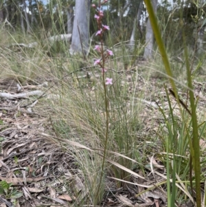 Stylidium graminifolium at Bruce, ACT - 5 Nov 2022 12:54 PM