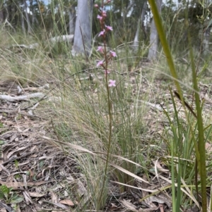 Stylidium graminifolium at Bruce, ACT - 5 Nov 2022
