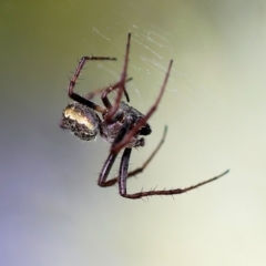 Salsa fuliginata (Sooty Orb-weaver) at Wodonga, VIC - 5 Nov 2022 by KylieWaldon