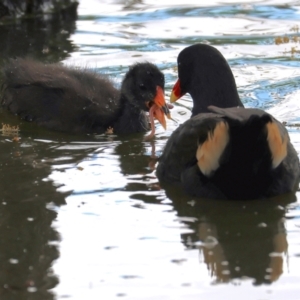 Gallinula tenebrosa at Wodonga, VIC - 5 Nov 2022