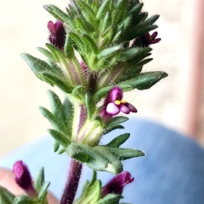 Parentucellia latifolia (Red Bartsia) at Burra, NSW - 5 Nov 2022 by JessBelle