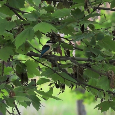 Todiramphus sanctus (Sacred Kingfisher) at Wodonga, VIC - 4 Nov 2022 by KylieWaldon