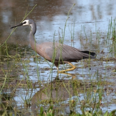 Egretta novaehollandiae (White-faced Heron) at Wodonga - 4 Nov 2022 by KylieWaldon