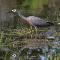 Egretta novaehollandiae at Wodonga, VIC - 5 Nov 2022 09:13 AM