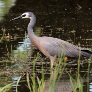 Egretta novaehollandiae at Wodonga, VIC - 5 Nov 2022 09:13 AM